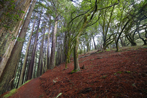 steepravine: Wet Dipsea Trail WonderlandCheck out how sharp the transition from redwoods to oak