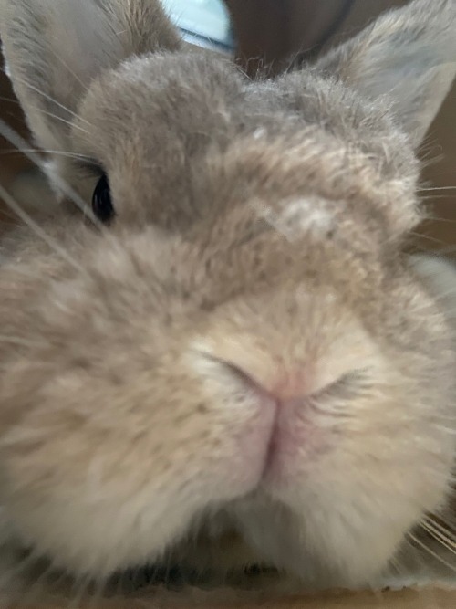 Sneef! Im Snorfin Here!