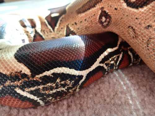 crispysnakes:Gave Cherry Coke a little time to stretch out.Cherry Coke - Suriname Red Tail Boa (boa 