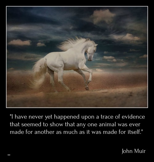 John Muir (April 21, 1838 – December24, 1914) was an influential Scottish American naturalist,author