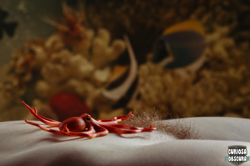 the-saffron-patch: curiosa-obscura:  octopi follow us for more homemade nudie pics ;)  Too good to n