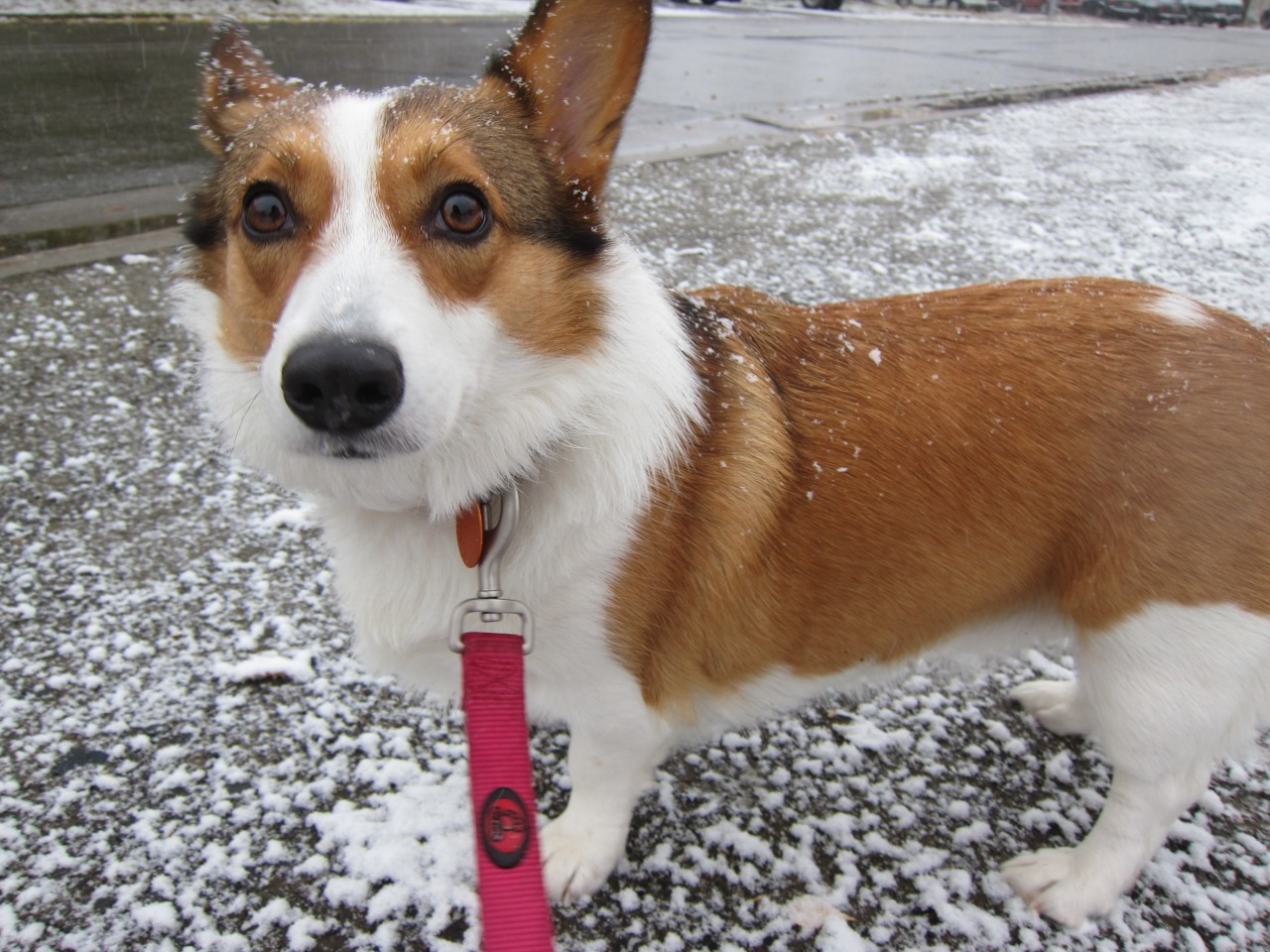 brittanyspage:  It’s this fluffy white stuff again! 