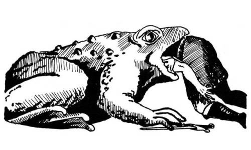 oldschoolfrp: Giant toad, 1st ed style (AD&D Monster Manual, TSR, 1977)