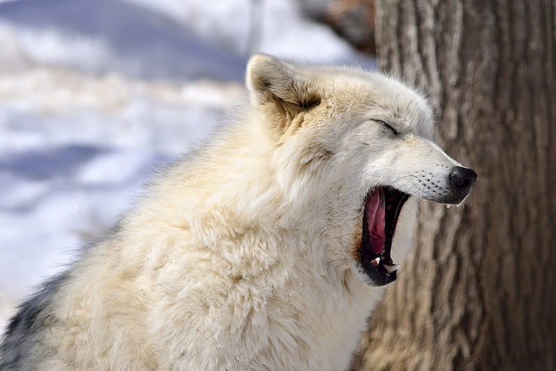 lonestray:  Arctic wolf by  Roger Daigle 