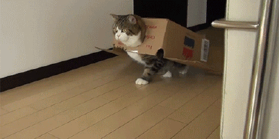 kittymania4u:Follow Us For More Awesome KITTY MANIA