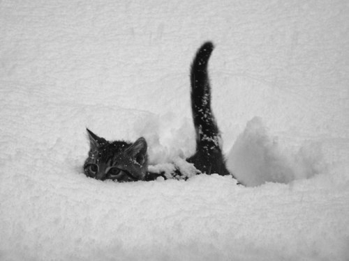 Untitled en We Heart It. http://weheartit.com/entry/72153983/via/AmyDarkshines