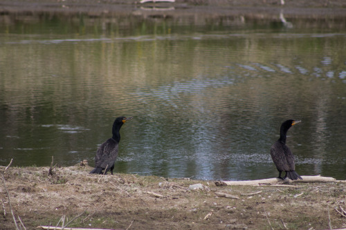 Black cormorants 