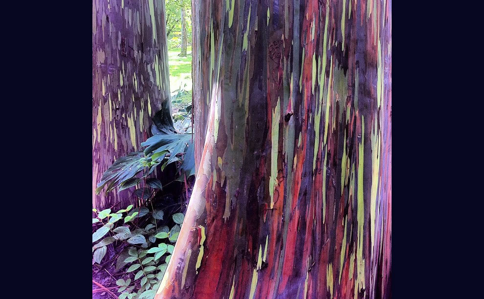 taktophoto:  Living Rainbow: Rainbow Eucalyptus, Most Beautiful Tree Bark on Earth