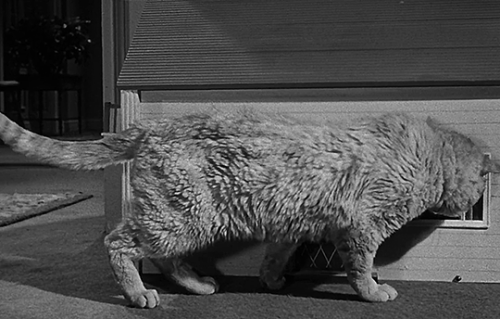 marypickfords:The Incredible Shrinking Man (Jack Arnold, 1957)