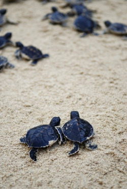 10bullets:  two baby turtles heading to the sea (by m for marvellous) 