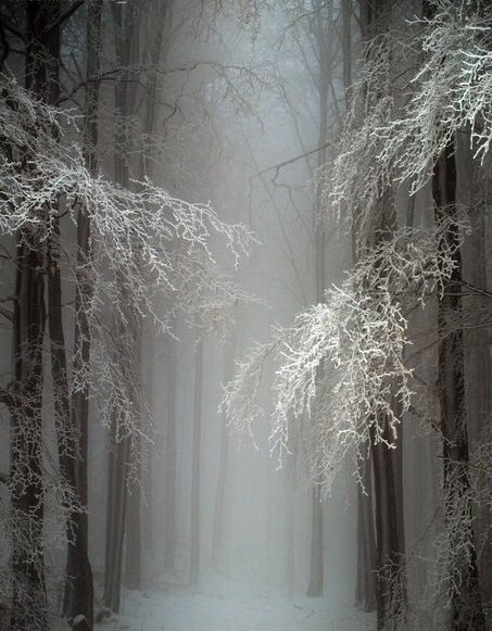 ghostlywatcher:    Snow Forest in Hungary. 