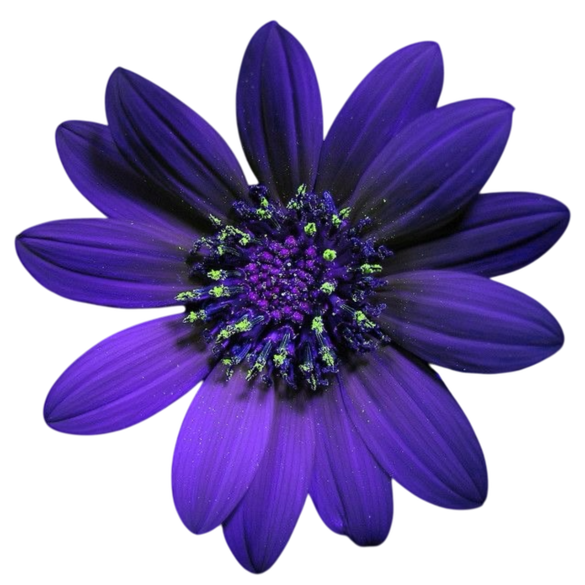 purple flower