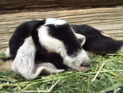 gallopinggertie:sleepy baby just a few hours