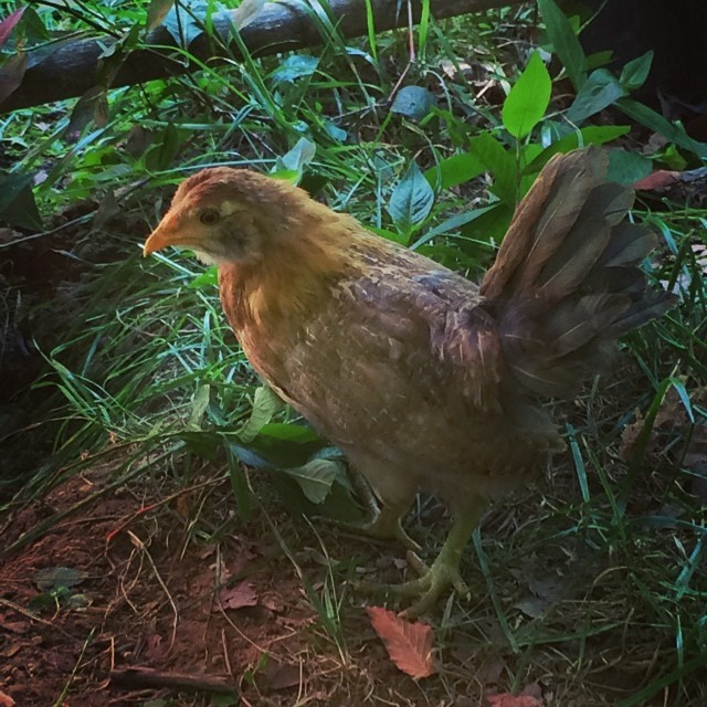 The elusive Miss Gayle #ee #bantam #chickensofinstagram