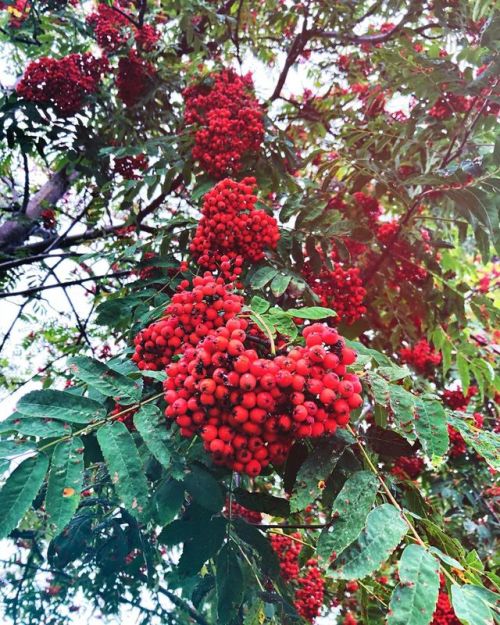 Blood flood #ashberry #rowanberry #sorbus #tree #berry #berries #leaves #рябина #дерево #август (at 