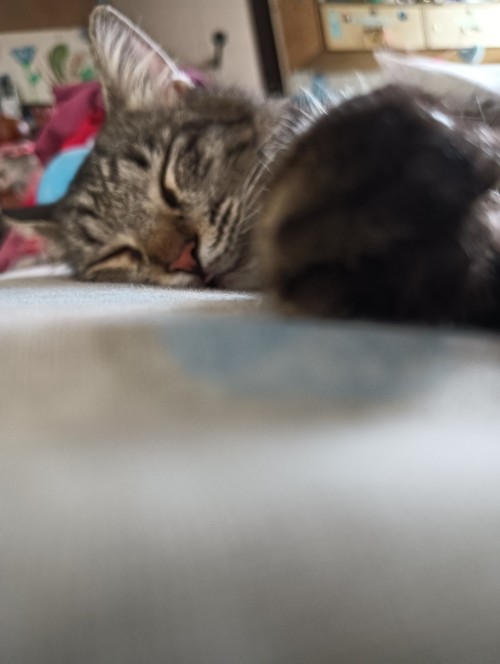Behold, Mine Itty Bitty Bebes. The Flooff Ball Treating A Canon Printer As A Bed Is Coco And The Cushion