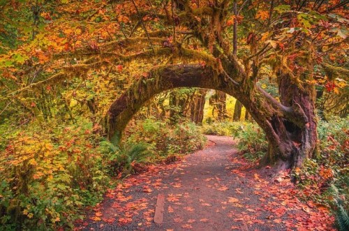 visitportangeles:  Fall in the #HohRainforest is a sight to behold 🍂   📸 by @mountainrevival   #OlympicNationalPark #VisitPortAngeles https://instagr.am/p/CVgrTNZsHAp/