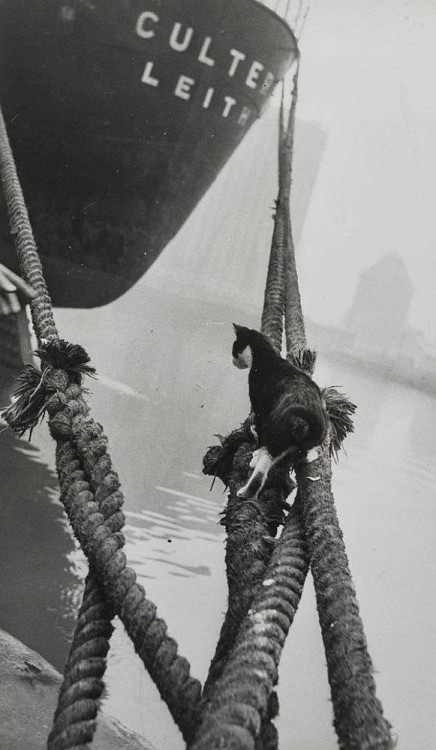 semioticapocalypse:Thurston Hopkins. Cats of London. 1951[::SemAp FB || SemAp::]