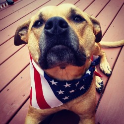 angelgracie91:  proudteenageconservative:  ❤️❤️❤️❤️❤️❤️❤️❤️❤️❤️❤️   Merica