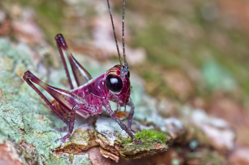 beautymagnified:DSC_5746 (by xxtreme942)