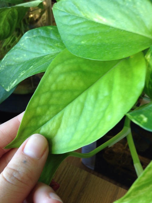 2.26.16 - This one pothos leaf, from the plant I have in the betta tank, has formed a very strange t