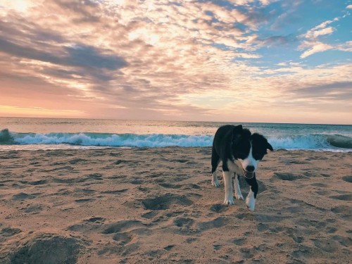 How beautiful was the sky tonight  #bordercollie #bordercollies #bordercolliepup #puppy #puppiesofin