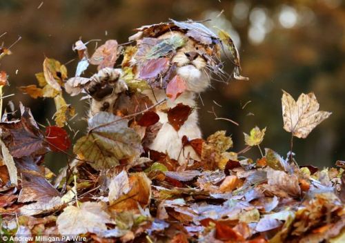 The ferocious beast and the pile of leaves. Karis is an 11 week old lion cub, born in September this year. “Staff at the Blair Drummond Safari Park, near Stirling, Scotland, had been raking up the leaves to keep the attraction tidy, when Karis&rsquo