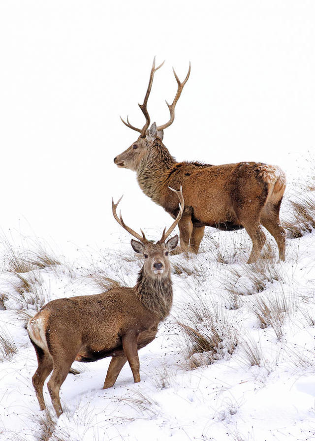 (Source) #winter#snow#animals#deer