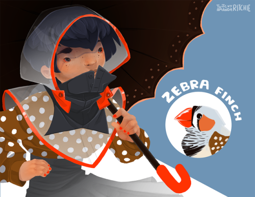 ! Zebra Finch Ft. Rain Poncho !