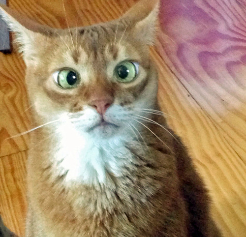 tastefullyoffensive:  Cross-Eyed CatsPreviously: Derpy Cats, Derpy Dogs