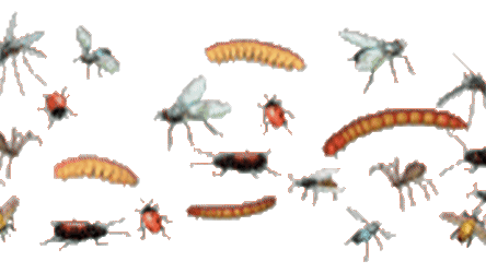 sumbug - 🪲