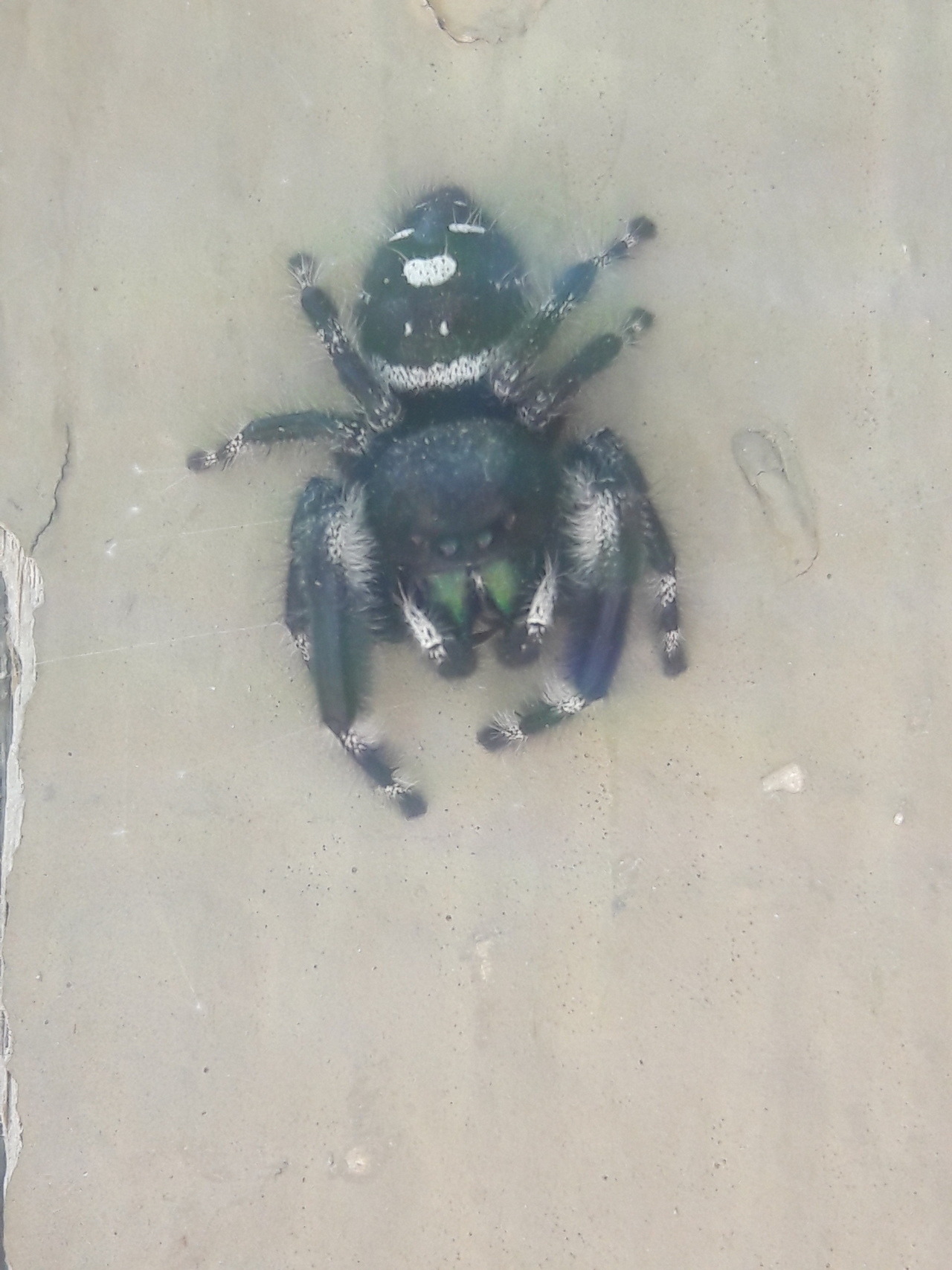 silver-tongues-blog: jitterbugjive:     I found the type of spider i based dotty’s