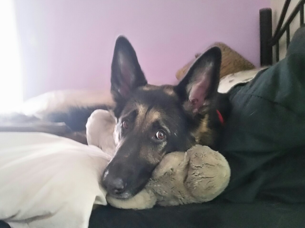 Leonard was being cute so I was trying to get some pictures of him but pretty much