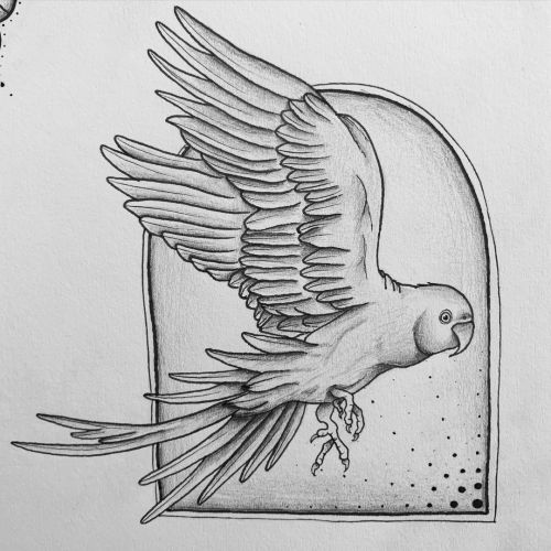 Parakeet - - - #drawing #illustration #tattoo #bird #parakeet #parakeetdrawing #parakeetdesign #para