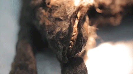 rarerespite:  oldbluedog:  sizvideos:  This 12,400 years old puppy could be brought