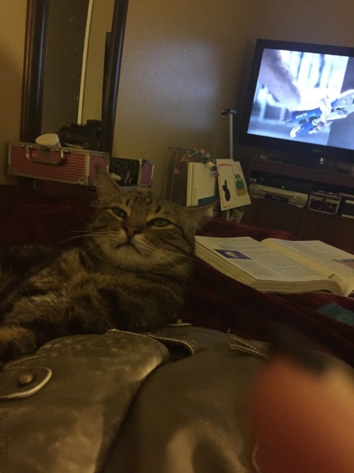 derpycats: simba makes derp faces while taking pics of him