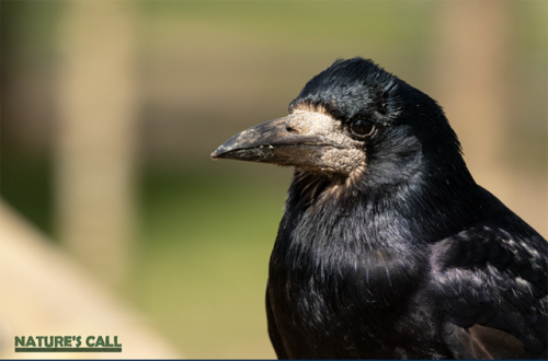 Corvids or crows are actually so smart though, (https://www.nature.com/articles/s41598-017-09400-0).