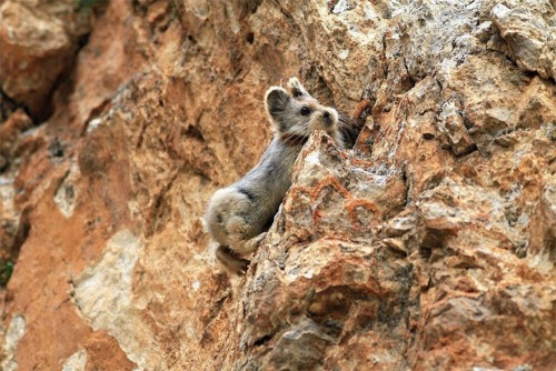 prguitarman:scientificphilosopher:The incredibly rare Ili Pika rabbit has been photographed for the 