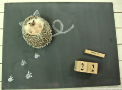 hedgehogcalendar:  Sat. February 22.｜2月22日(土)「猫の日」