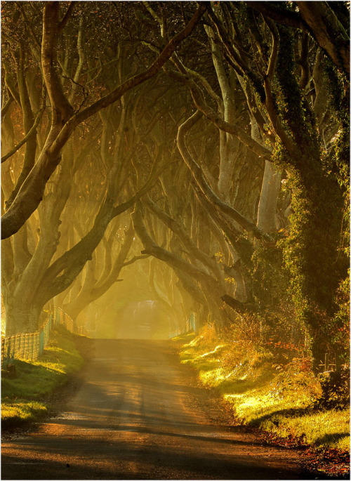 woodendreams:  The Dark Hedges, Ireland (by Leslie Hanthorne) 