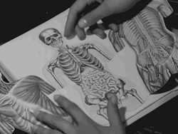 kaguerrer:  Anatomy / Anatomía