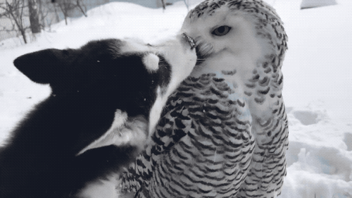 gifsboom:Husky puppy shares incredible friendship with owl. [video]