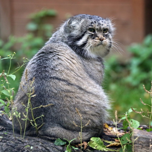 airyairyquitecontrary:mostlycatsmostly:The Pallas Cat.  (via mbibi)AWESOME CATS