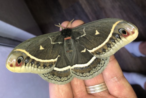 onenicebugperday:  Calleta silkmoth adults and caterpillars, Eupackardia calleta, SaturniidaeFound in Arizona, New Mexico, Texas, Mexico, and Central America. Some specimens have been recorded with wingspans of more than five inches.Photo 1 by jpietra,