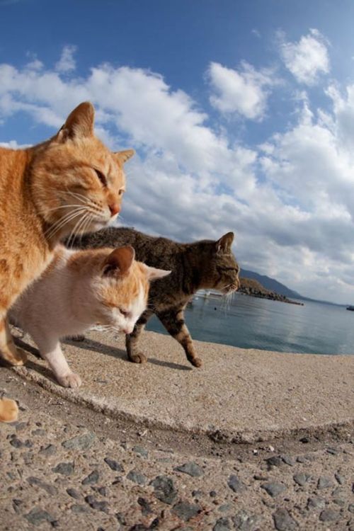 tal-shiar-fashion-police:Cats who look like they about to drop the fire mixtape of the decade