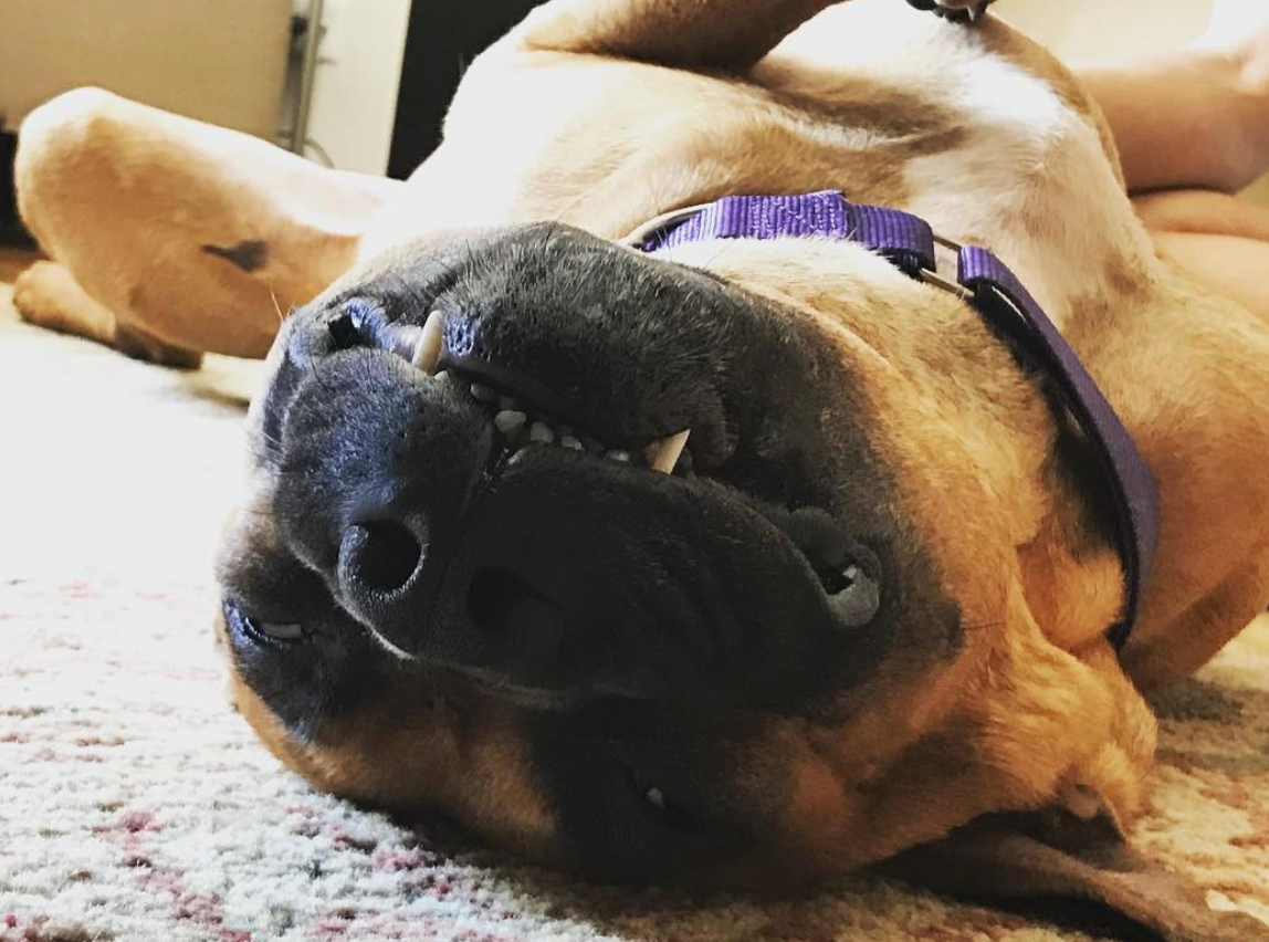 tj-593:  tj-593:I’m dog sitting for 10 days starting this Friday and I am already