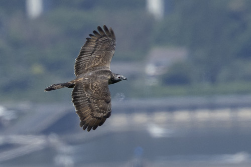 ハチクマ（Honey Buzzard）