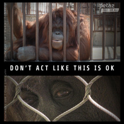 peta2:  It’s World Orangutan Day! These