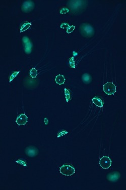 Montereybayaquarium:  Under The Right Light, These Jellies Radiate A Bright Green