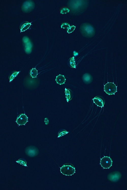 montereybayaquarium: Under the right light, these jellies radiate a bright green glow. Scientists ar